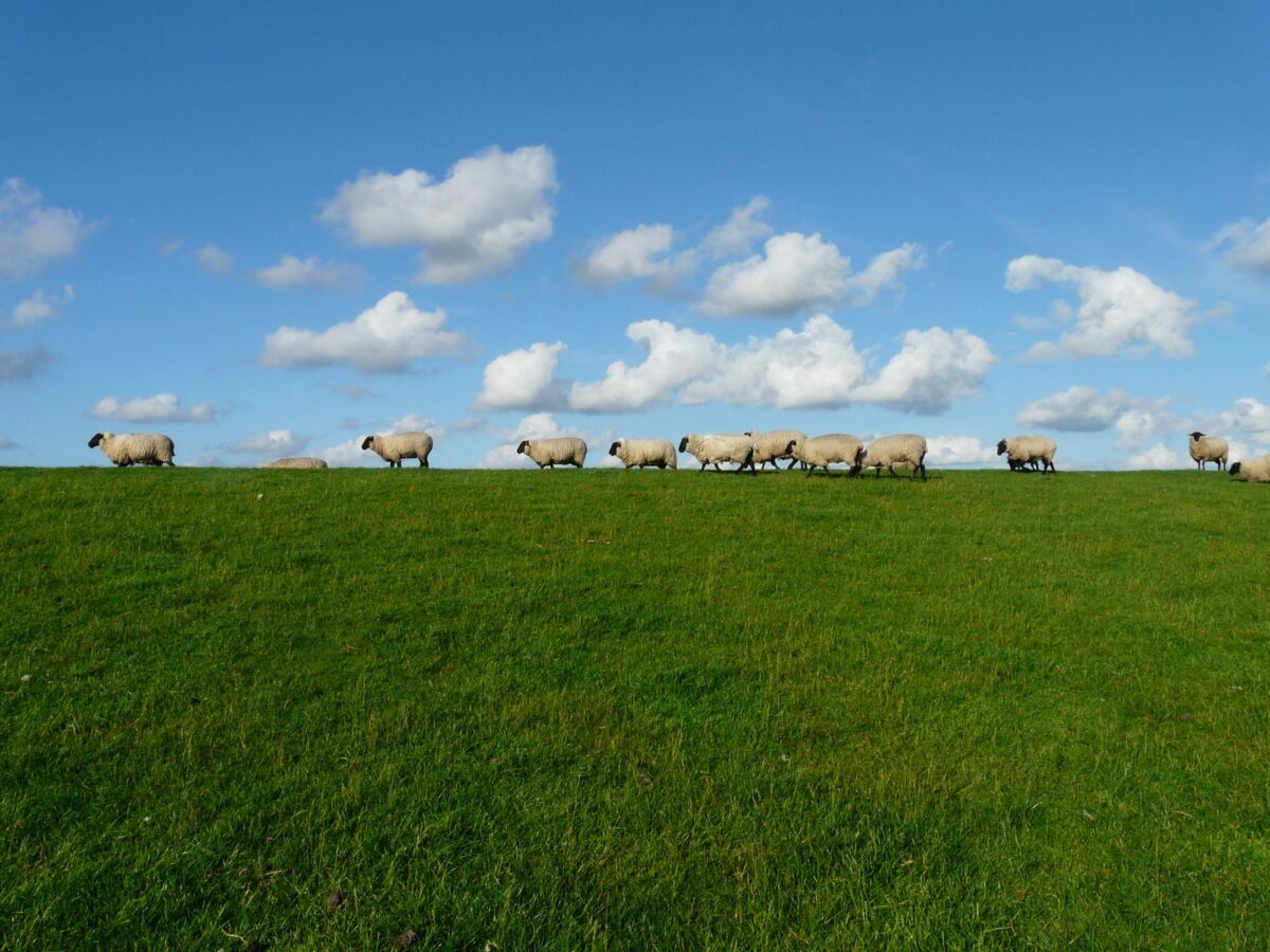 pâturage moutons pollinisateurs abeilles mellifères déplacées