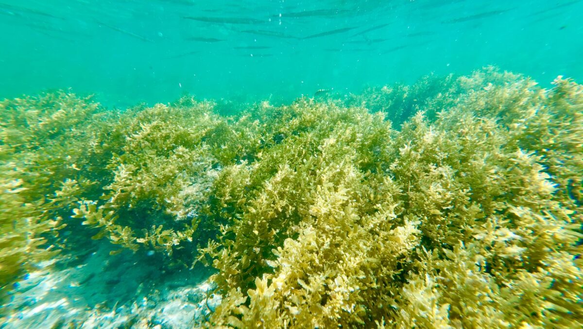 phytoplancton arctique courants qu indiquent mesures